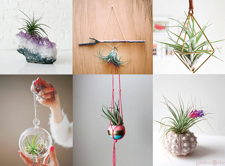 airplants