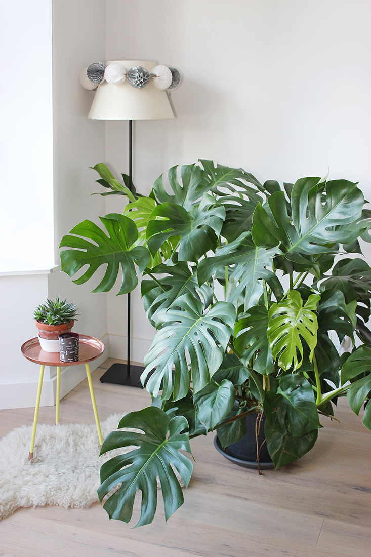 Mes Plantes // Monstera Deliciosa - Mango and Salt