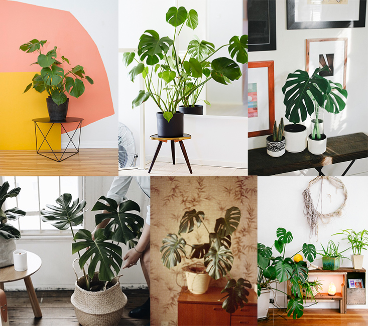 Plante d'intérieur : monstera déliciosa