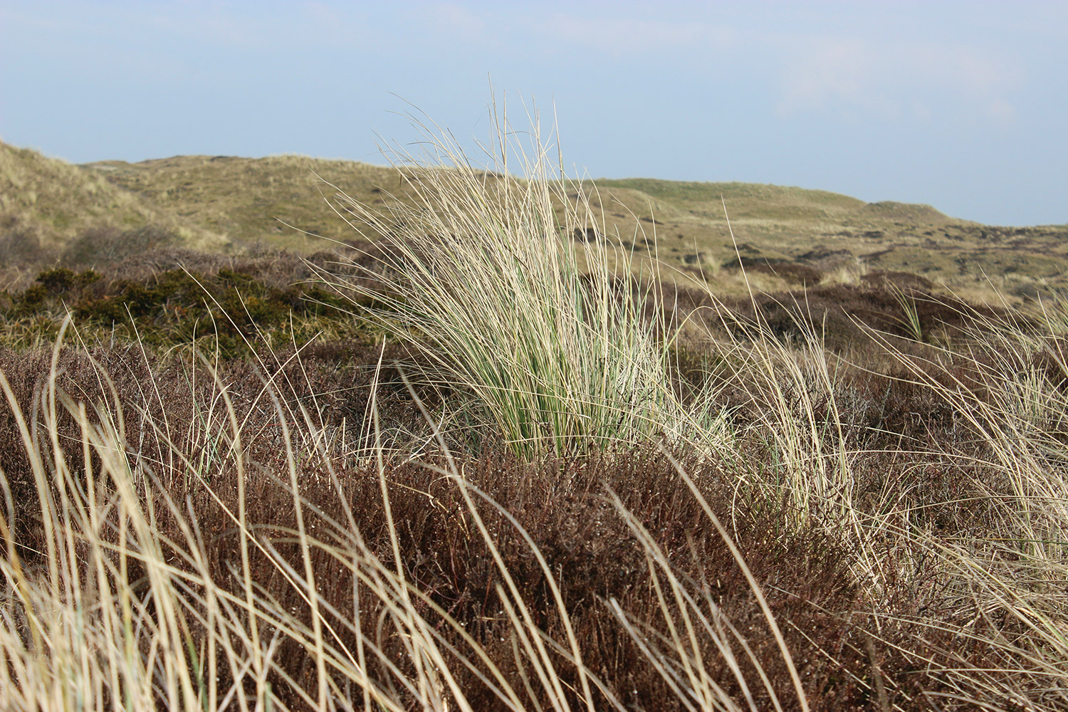 texel6