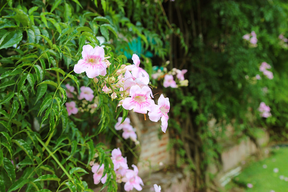 casasantodomingo-antigua7