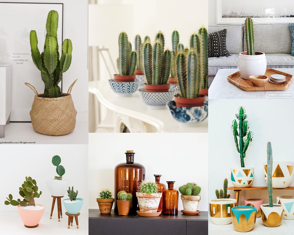 inspirations-cactus-deco