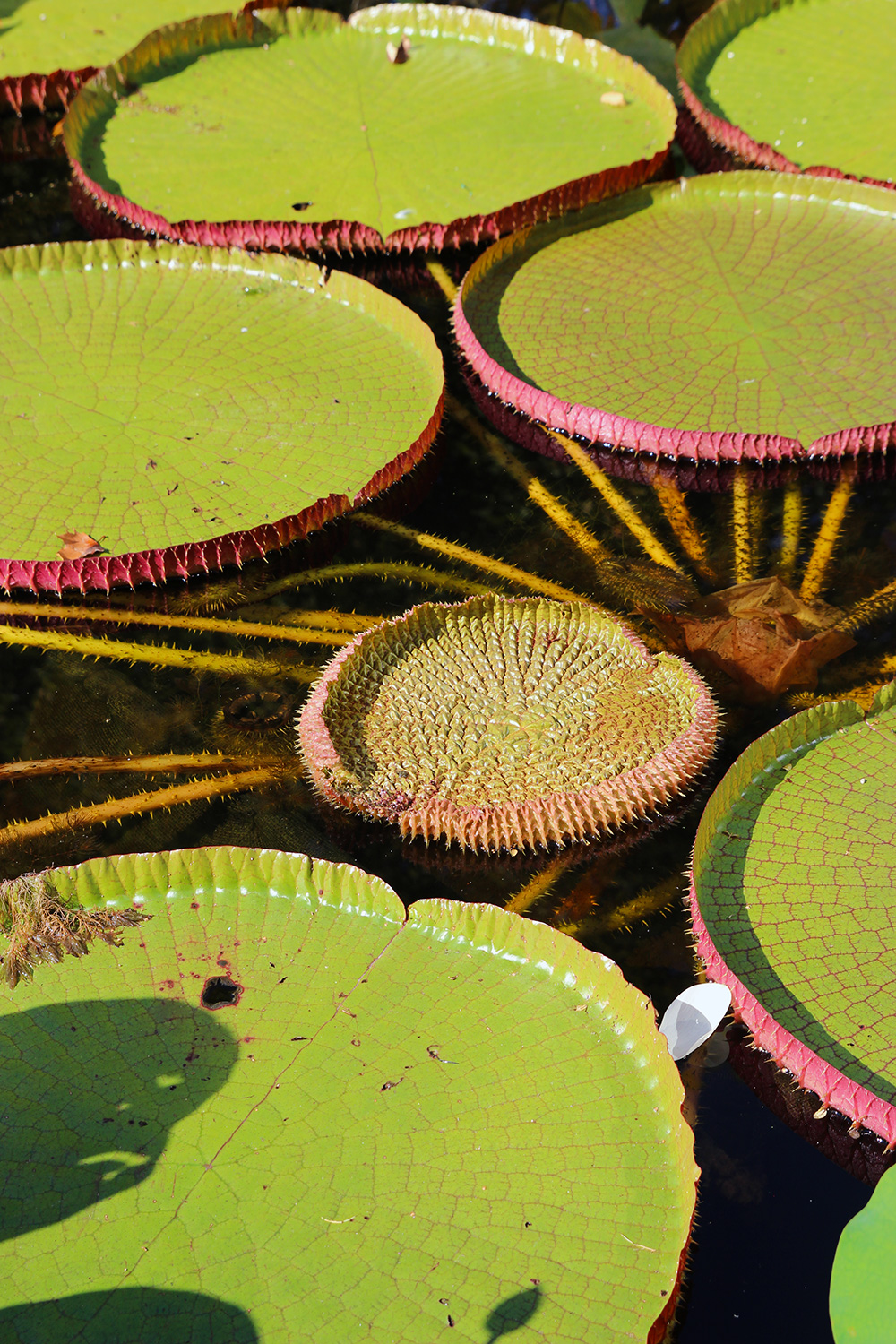 hortusbotanicus-amsterdam-jardins