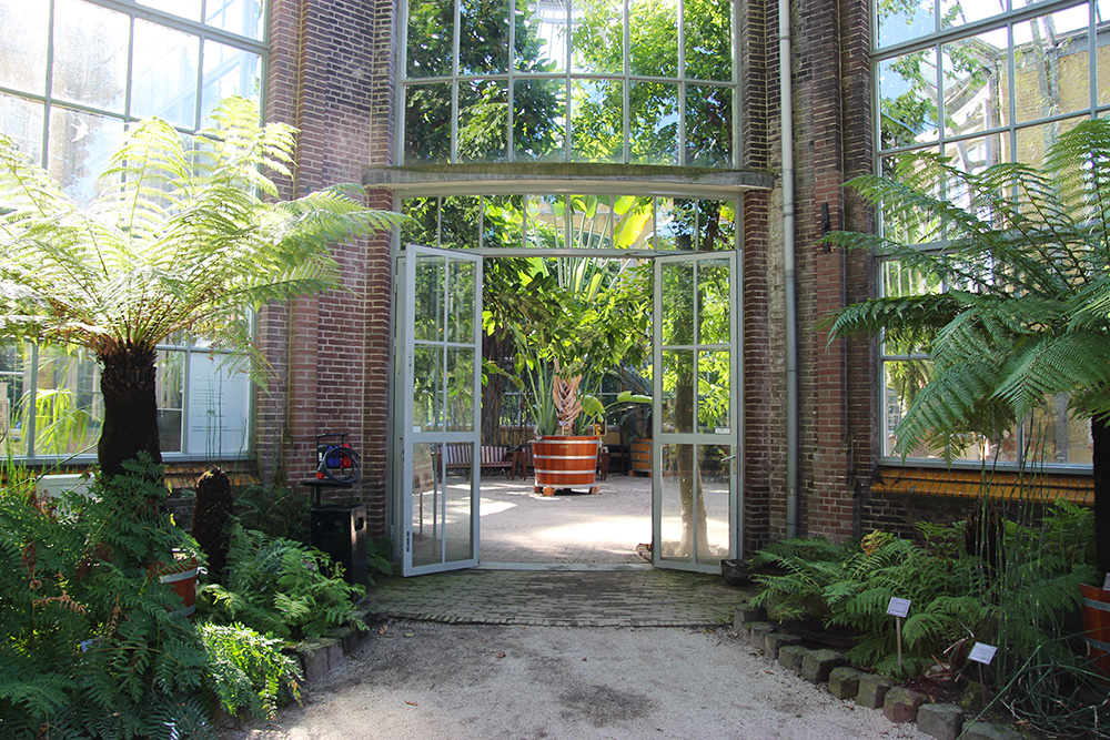 hortusbotanicus-amsterdam-serrepalmiers1