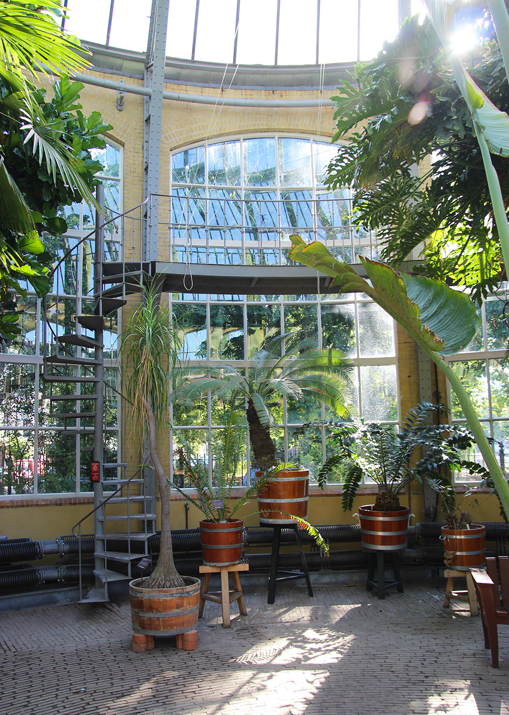 hortusbotanicus-amsterdam-serrepalmiers2