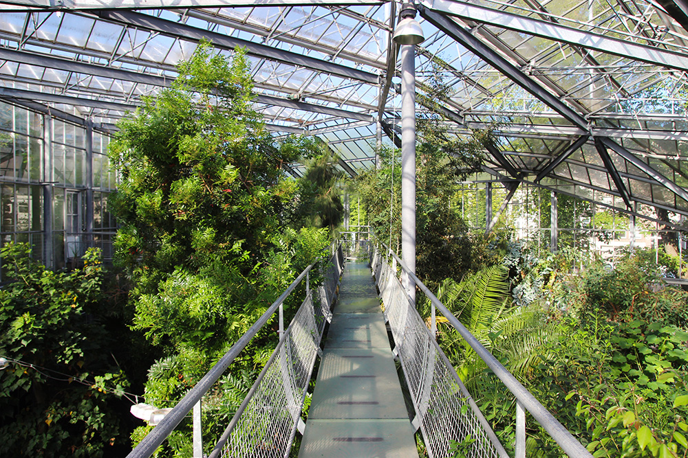 hortusbotanicus-amsterdam-serretropicale3