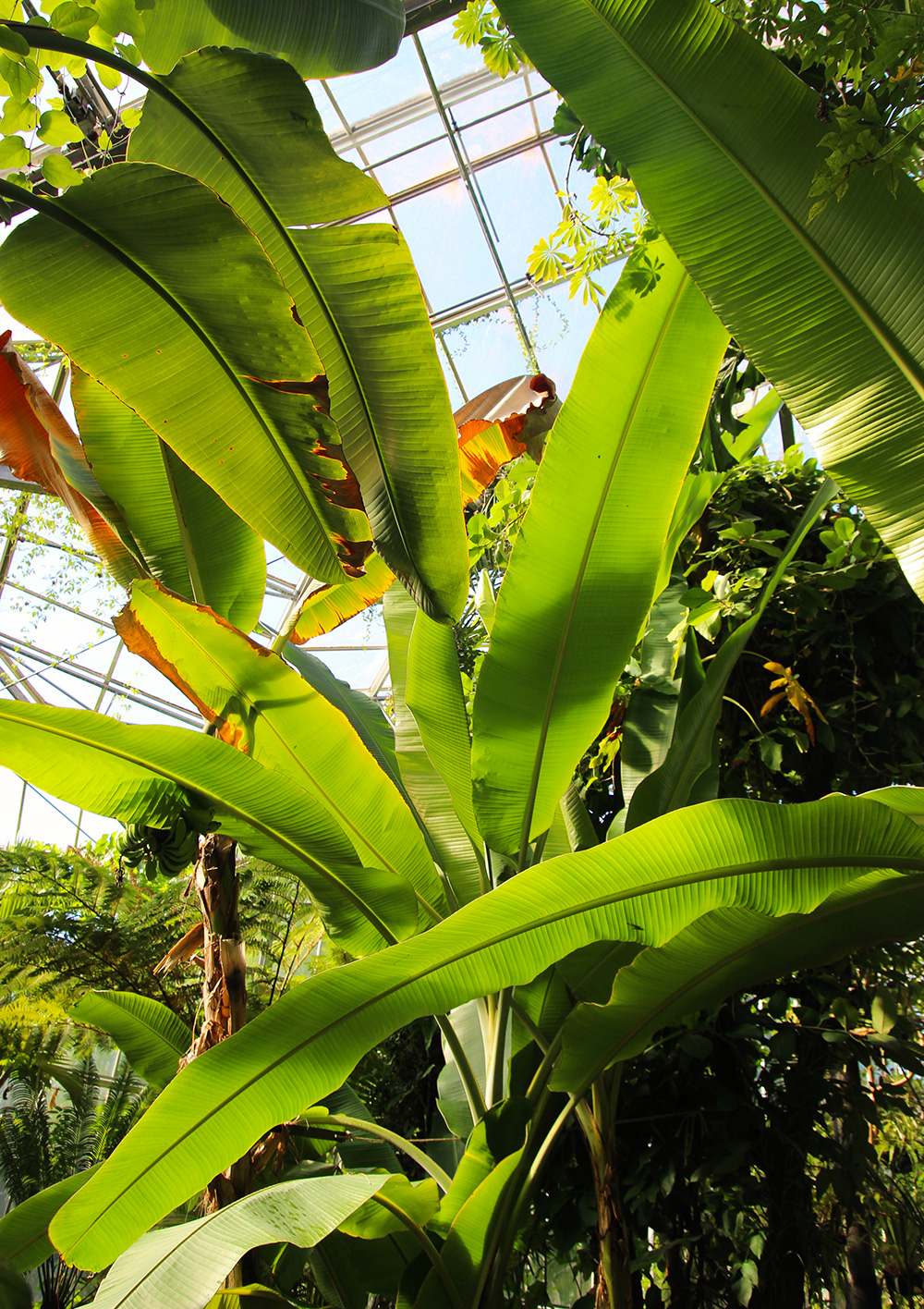 hortusbotanicus-amsterdam-serretropicale4