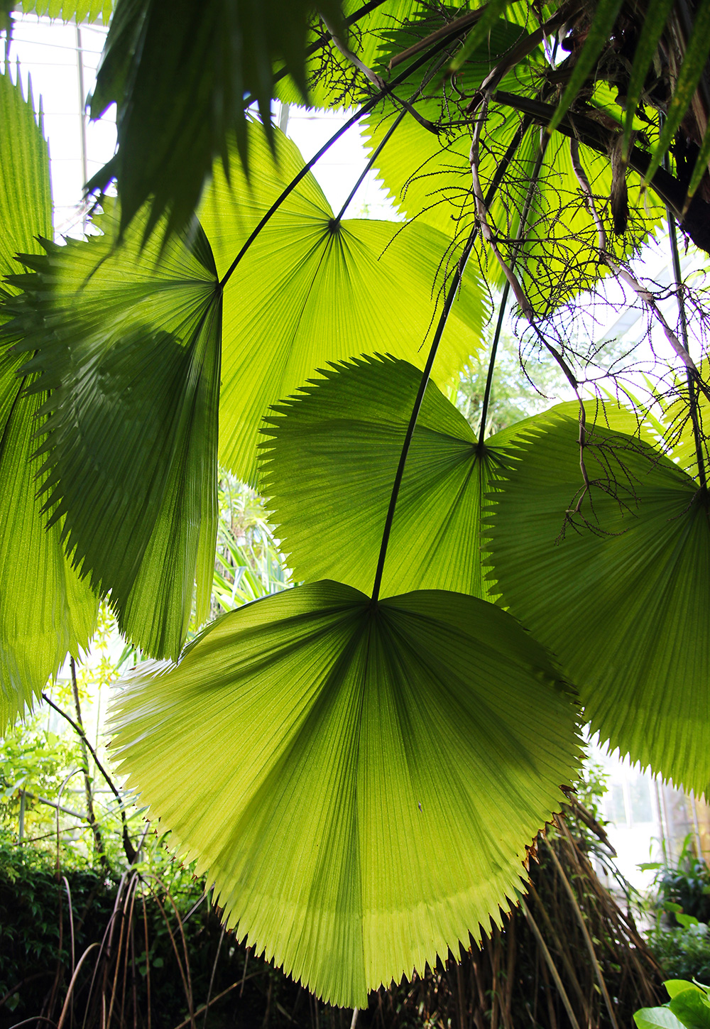 hortusbotanicus-amsterdam-serretropicale5