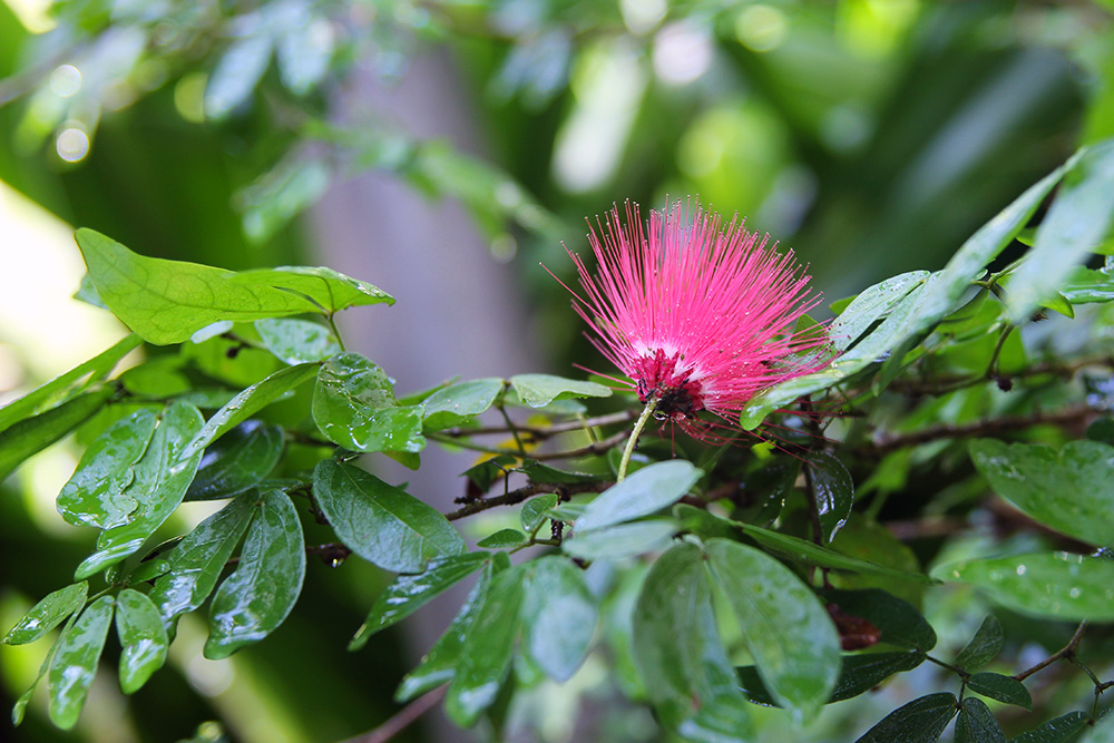 hortusbotanicus-amsterdam-serretropicale9