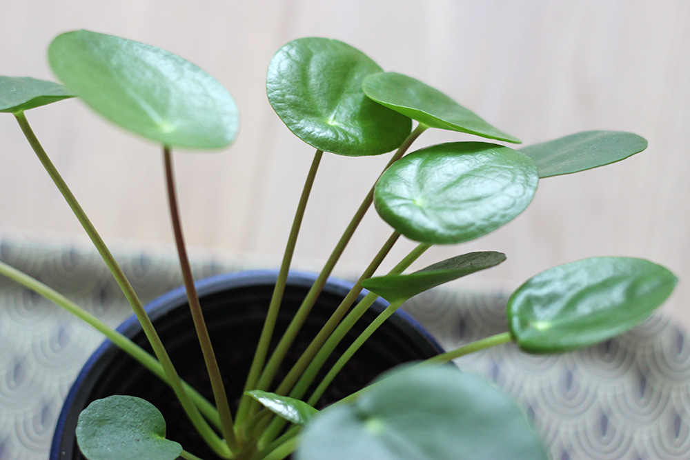 pilea-peperomioides2