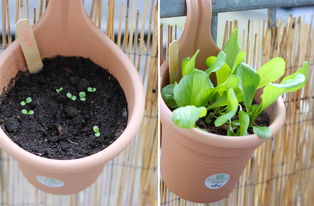 potager-balcon-chicoree