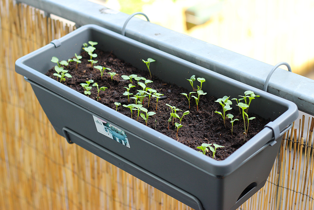 potager-balcon-radis