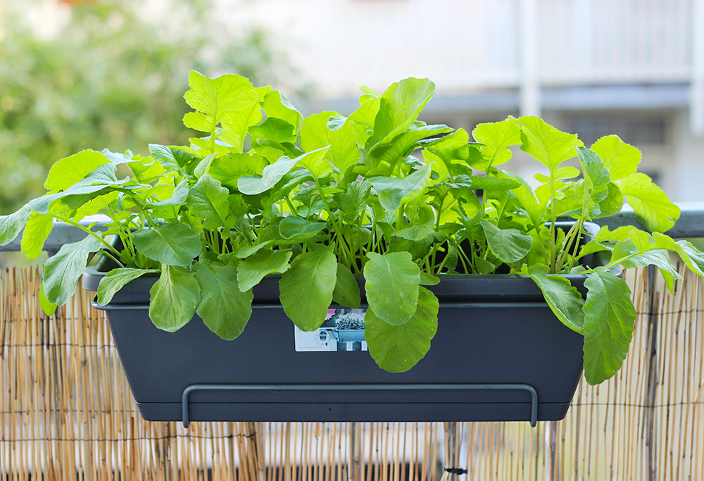 potager-balcon-radis2