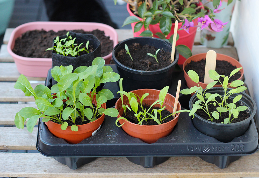 Jardinière d'herbe à chat, boîte de plantation pratique for plante