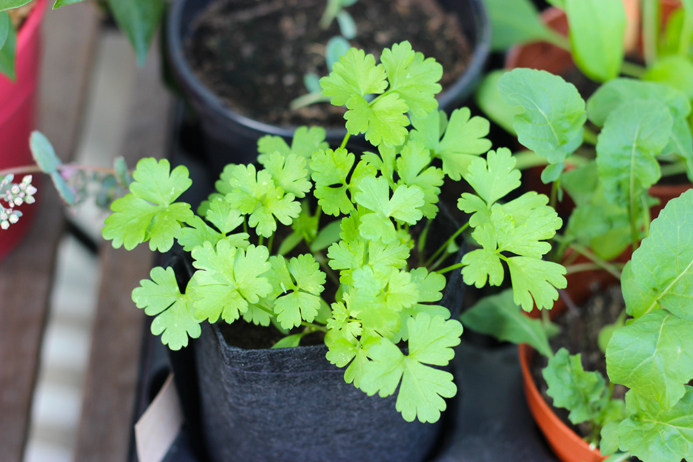 potager-balcon-roquette-epinards4