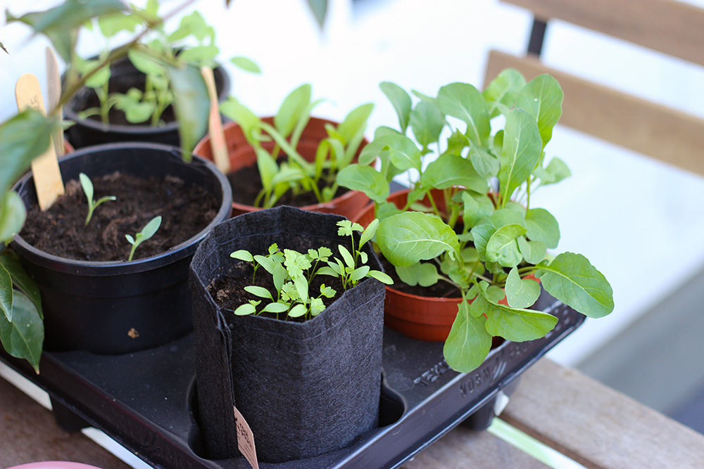 potager-balcon