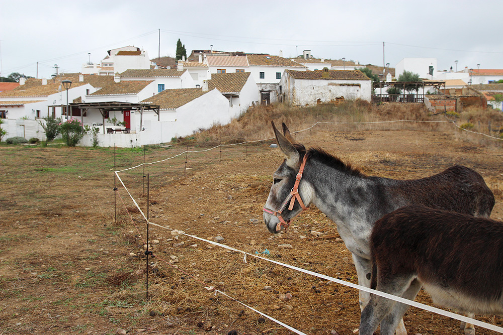 pedralva