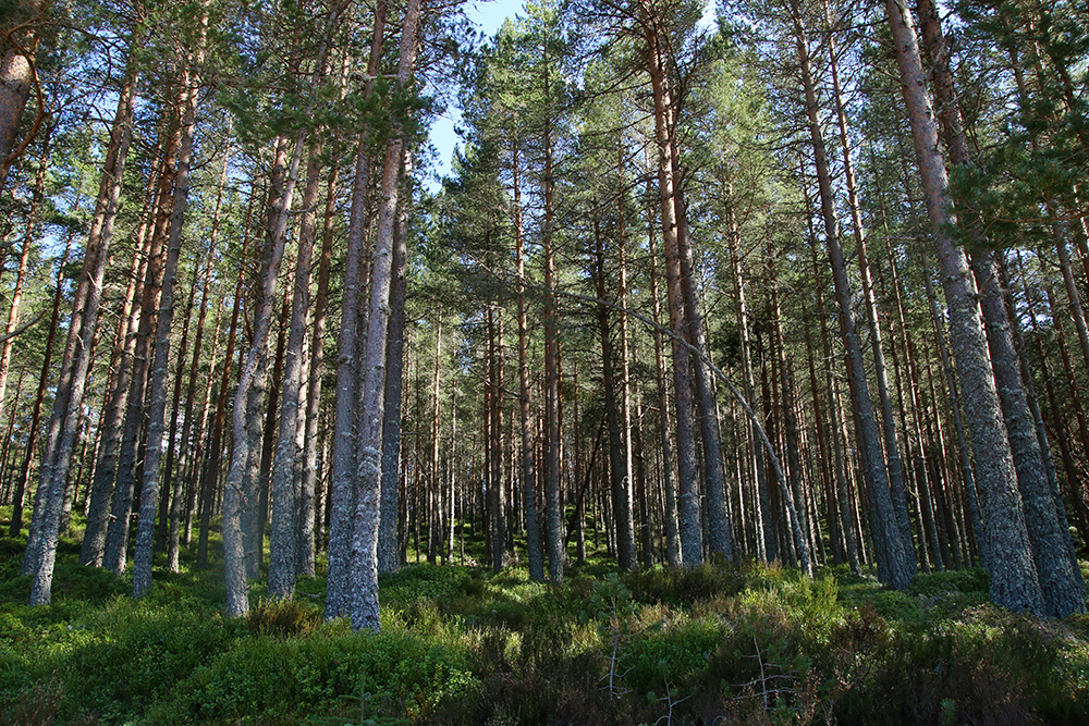 cairngorms-aviemore