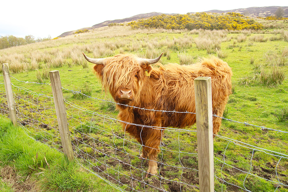 highlandcoos2