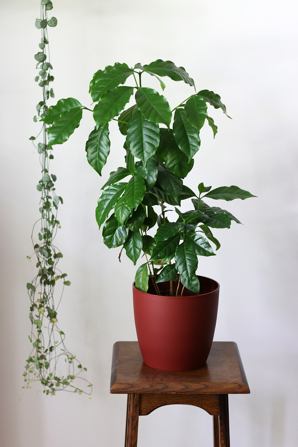 plantes-cafeier-arabica