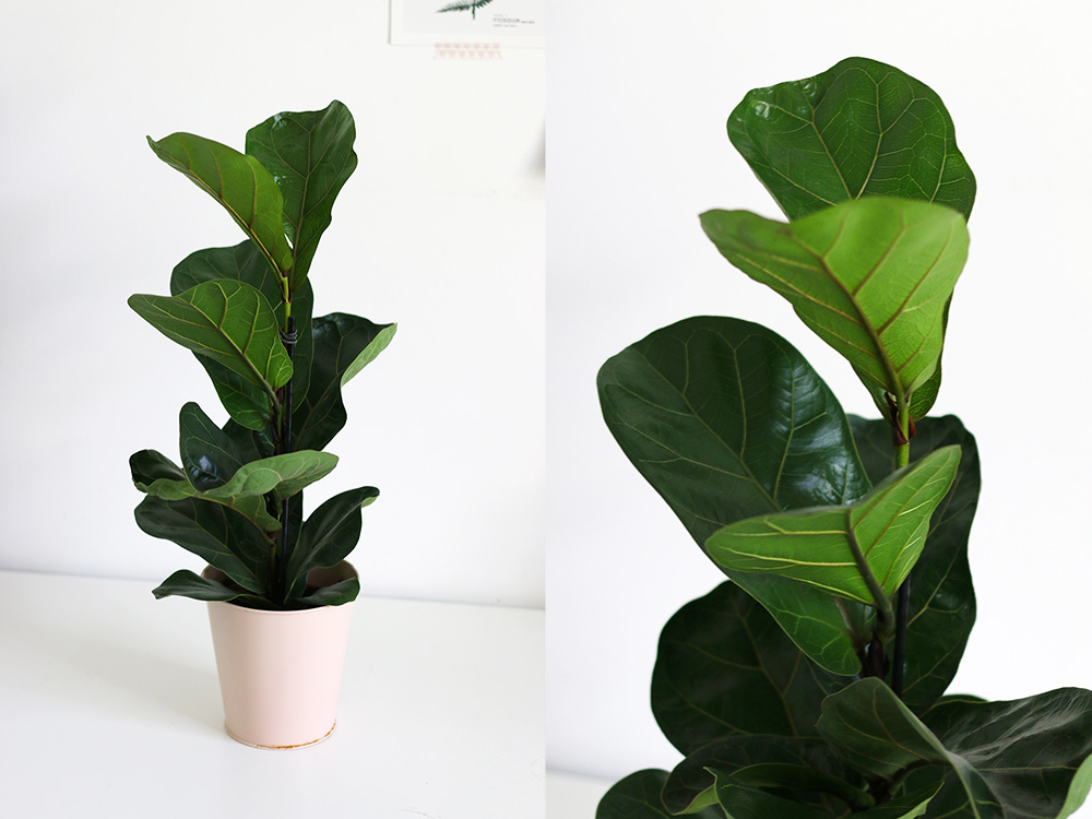 plantes-ficus-lyrata