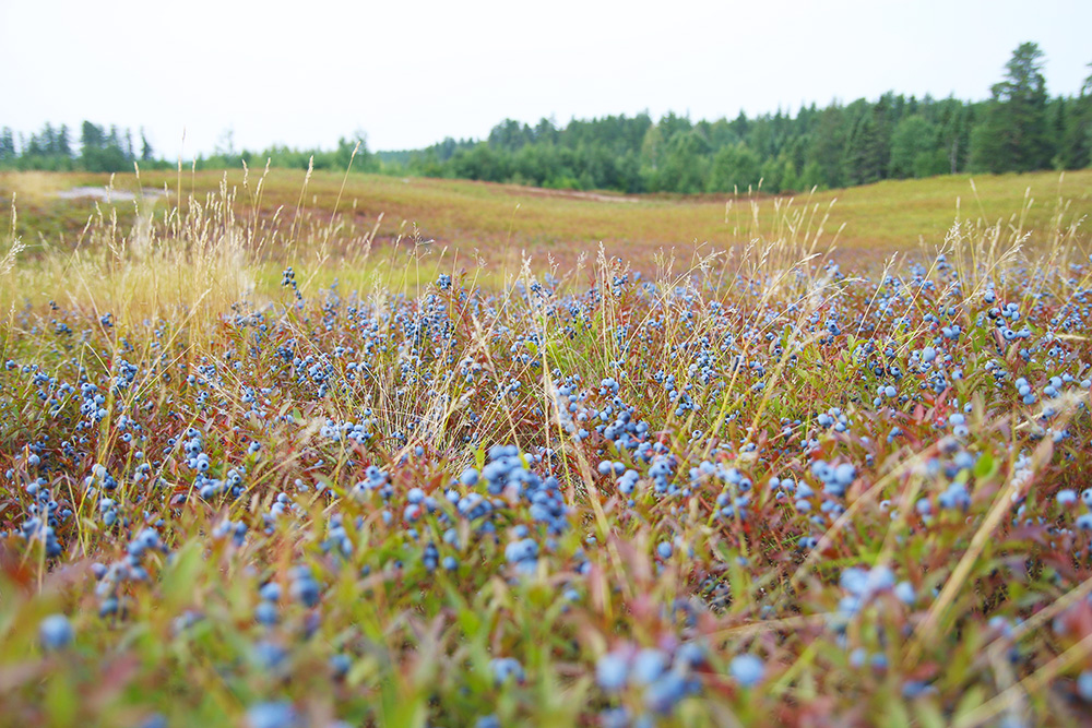 bleuetieres-mistassini