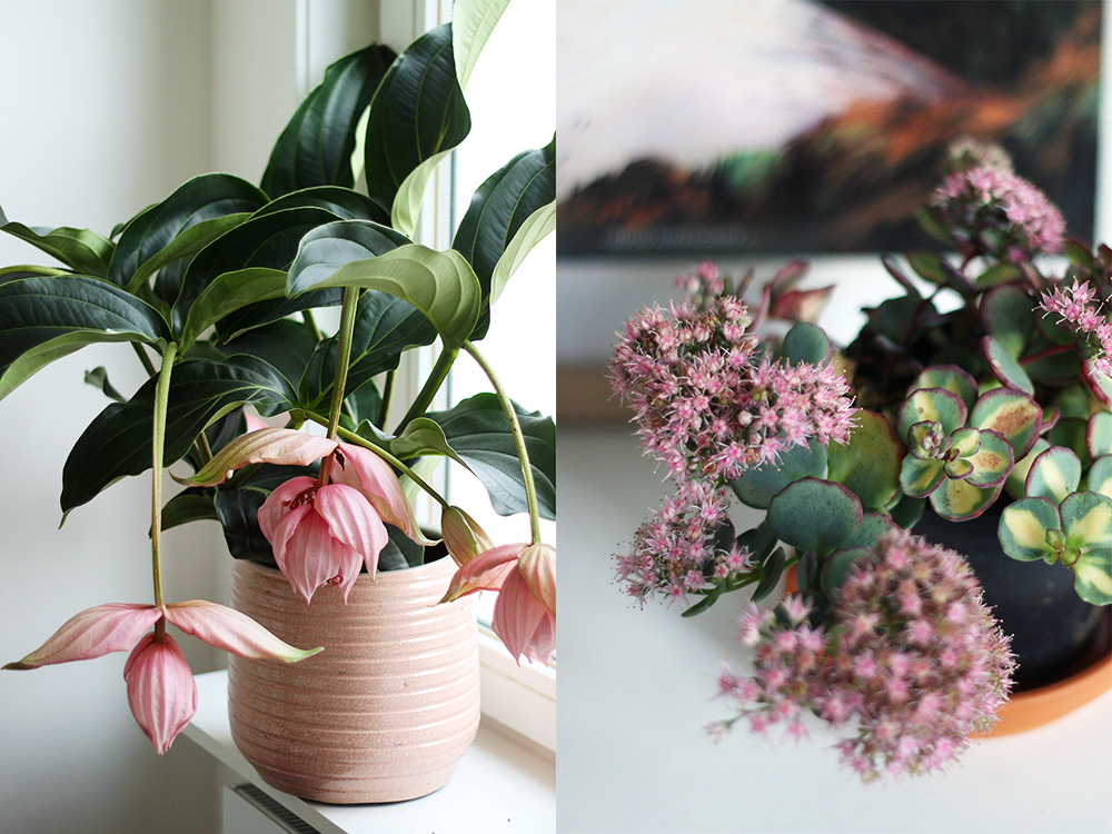 plantes-favorites-octobre