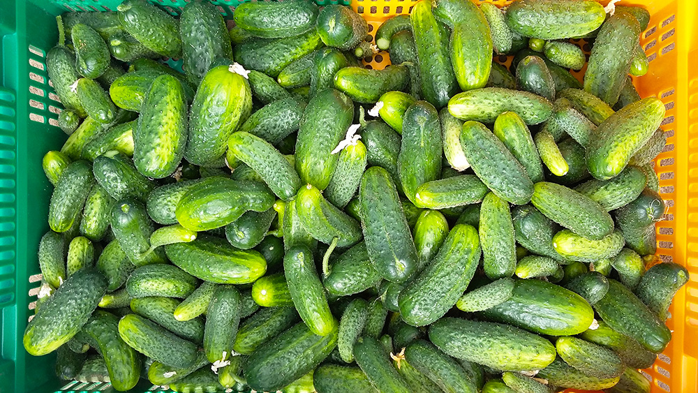 cornichons-francais-lejardindorante