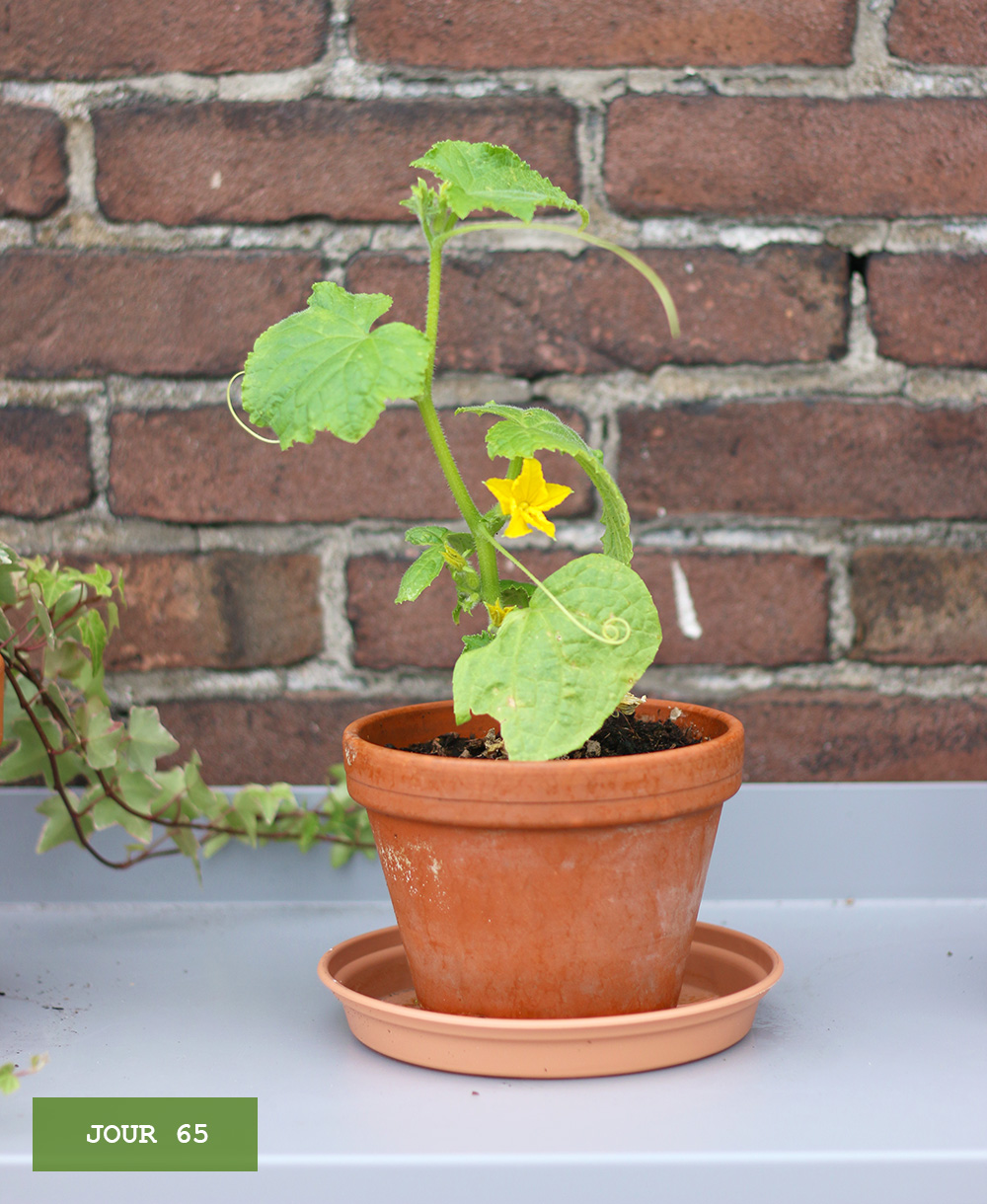 culture-cornichon-balcon6