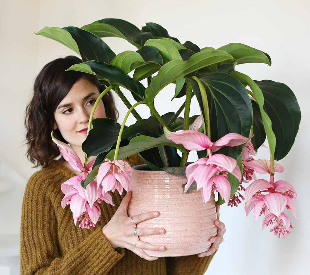 Comment soigner les maladies de ses plantes d'intérieur ? - Jardiland