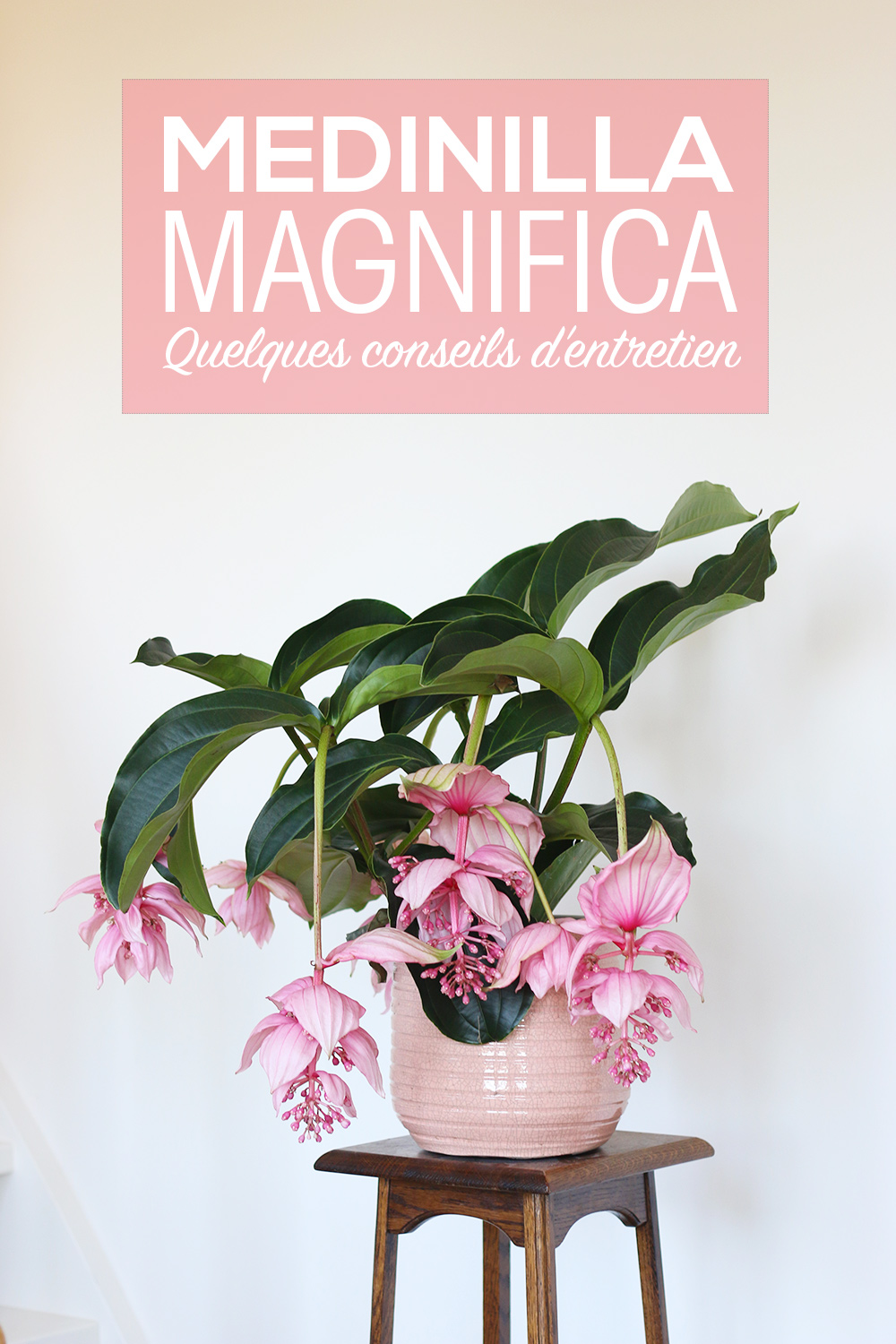 Conseils entretien Medinilla Magnifica - Mango & Salt