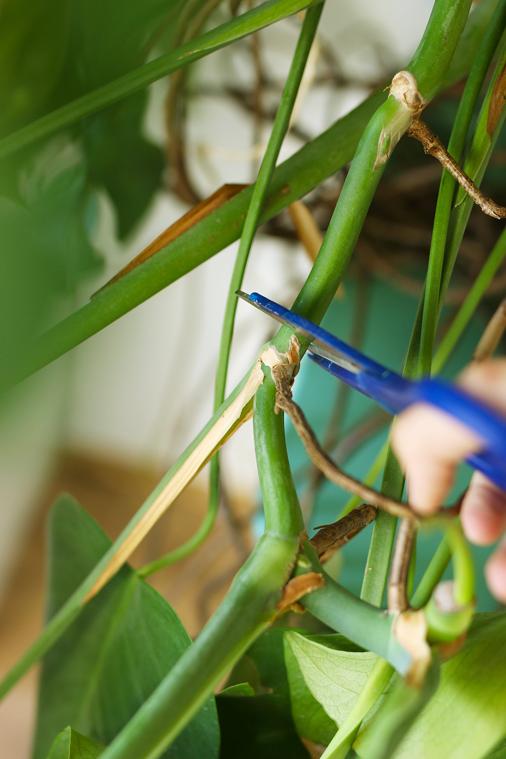 boutures-monstera-coupe