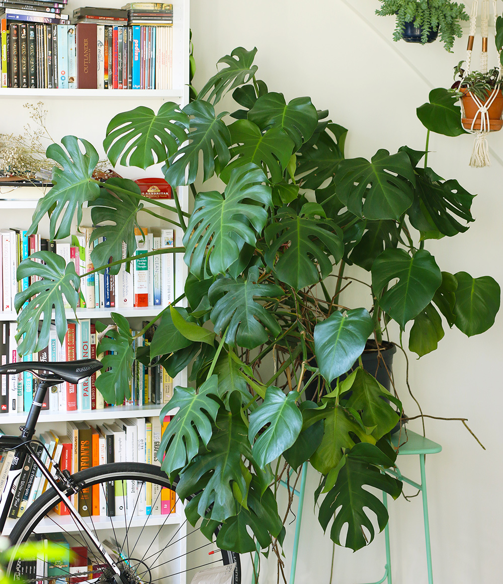 MONSTERA Plante en pot, Monstera deliciosa « faux philo » - IKEA