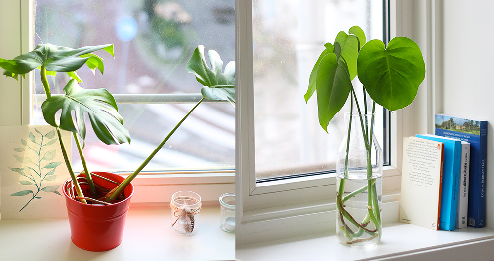 DIY Tuteur et Rempotage de Monstera 