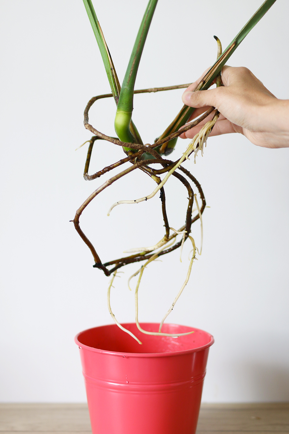 DIY // Faire des boutures de monstera - Mango and Salt