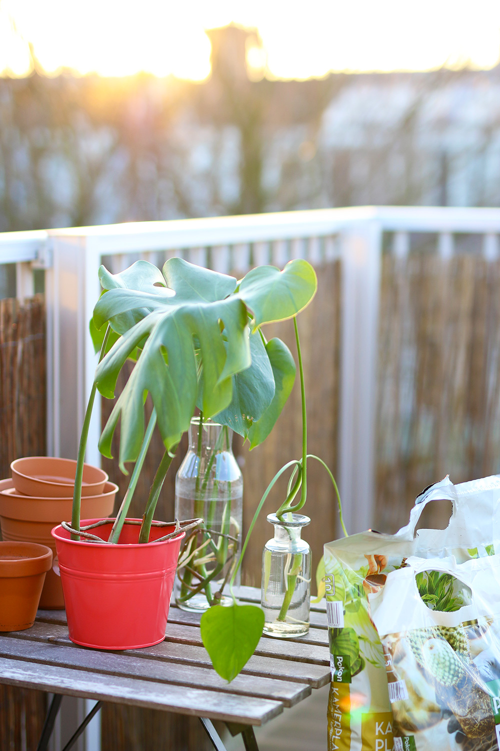 Monstera minima sur tuteur - Grande plante d'intérieur – La Green