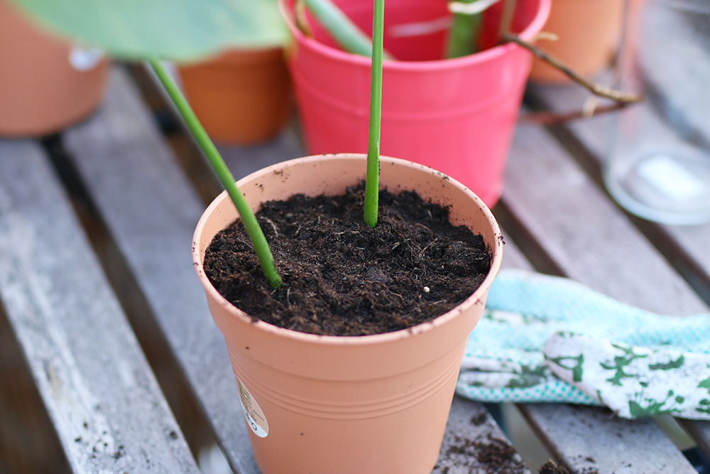 Comment rempoter et bouturer un monstera déliciosa 