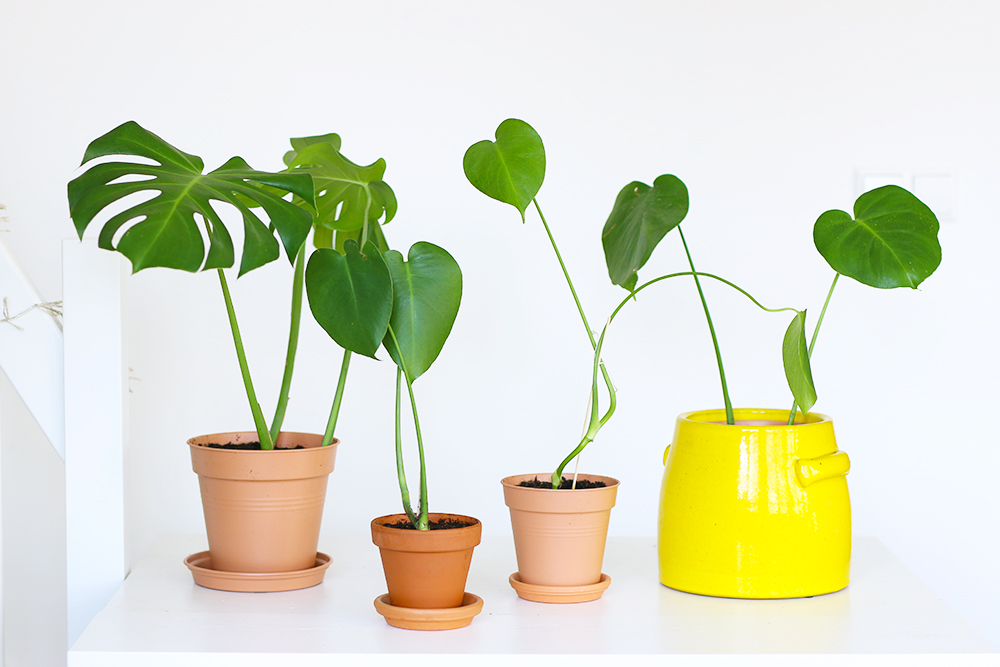 Monstera deliciosa vert sur tuteur mousse en pot blanc émaillé