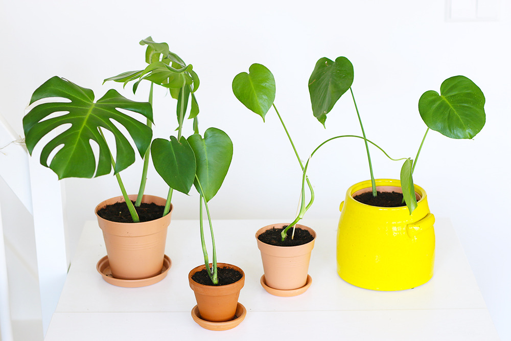 Comment rempoter et bouturer un monstera déliciosa 