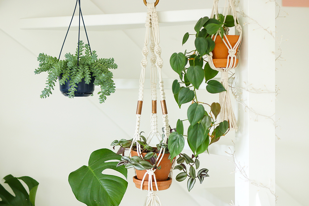 mes-plantes-suspendues