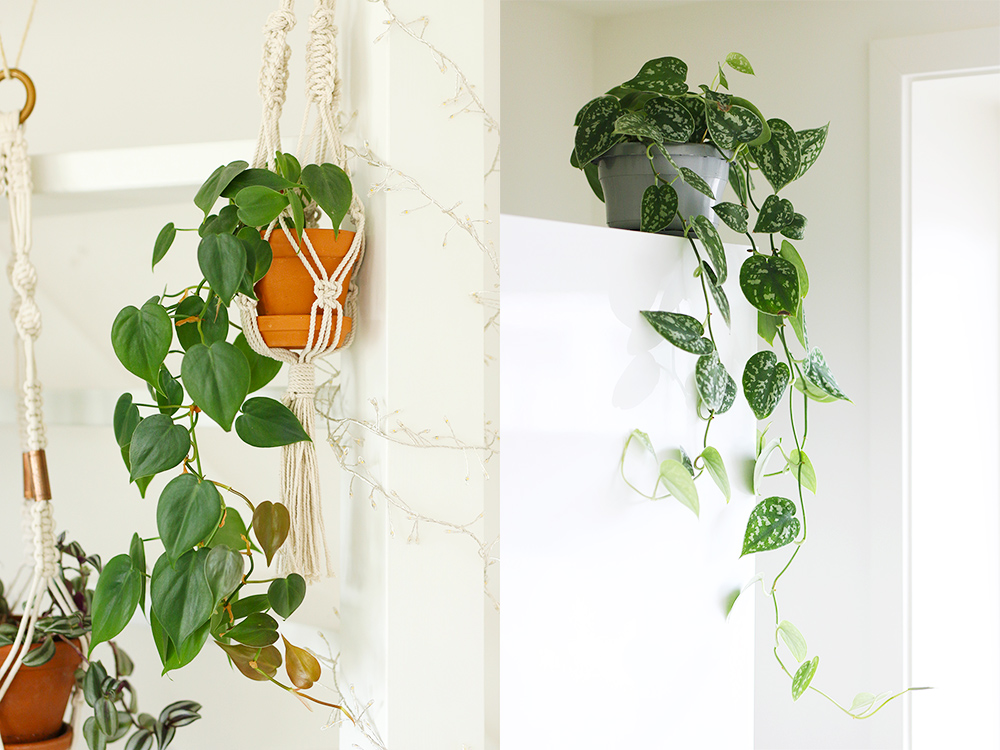 philodendron-pothos