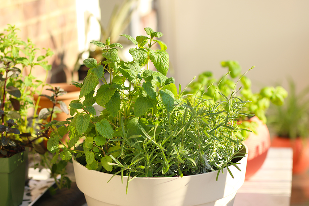 Quelles plantes en pot pour l'extérieur ? - Côté Maison