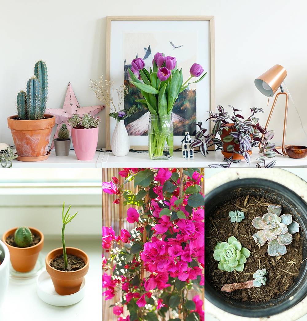 favoris-plantes-avril2018