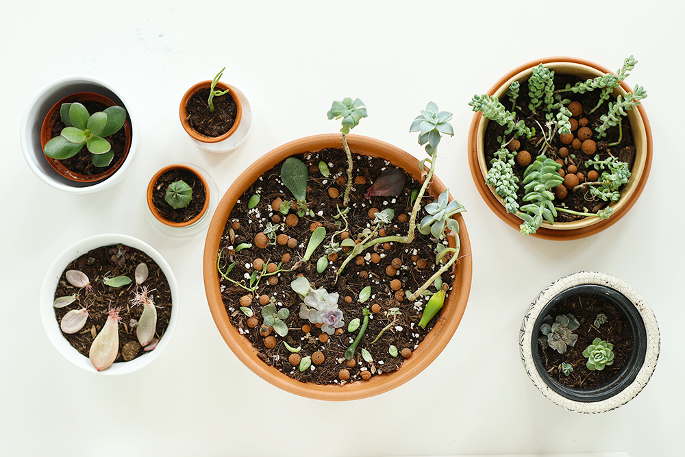 DIY // Faire des boutures de plantes grasses - Mango and Salt