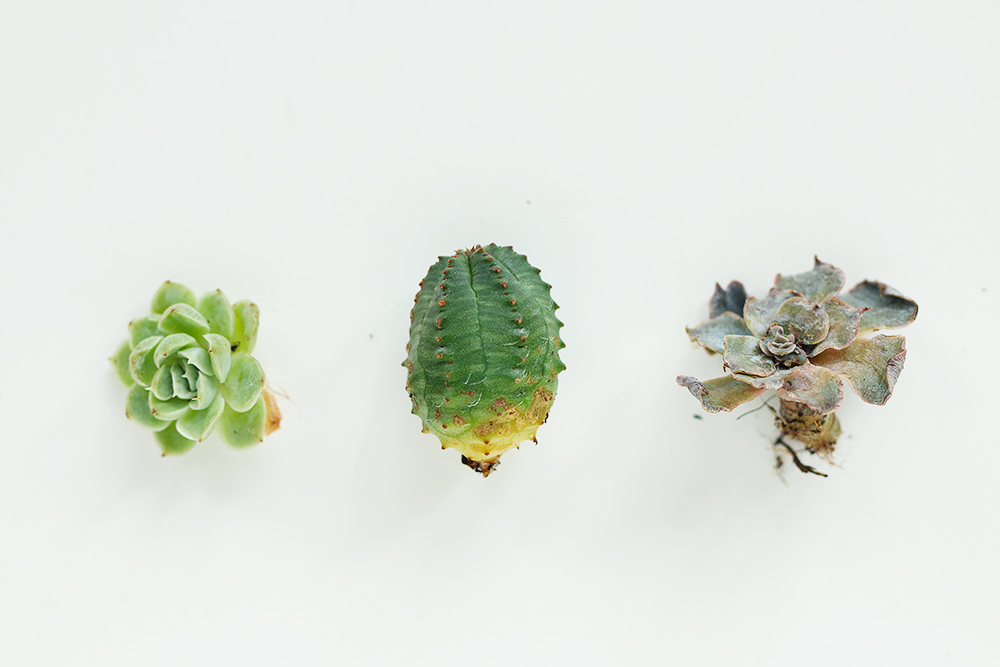 diy-boutures-succulentes-plantes-grasses4