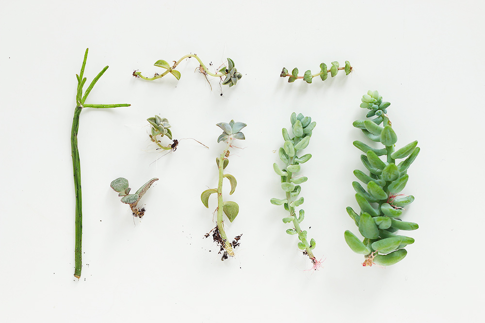 DIY // Faire des boutures de plantes grasses - Mango and Salt