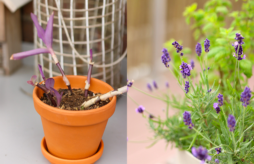 plantes-balcon-mai2018