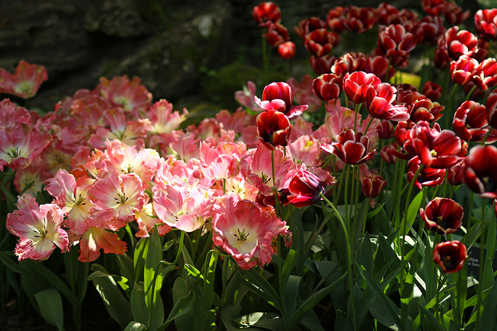 tulipes-keukenhof11