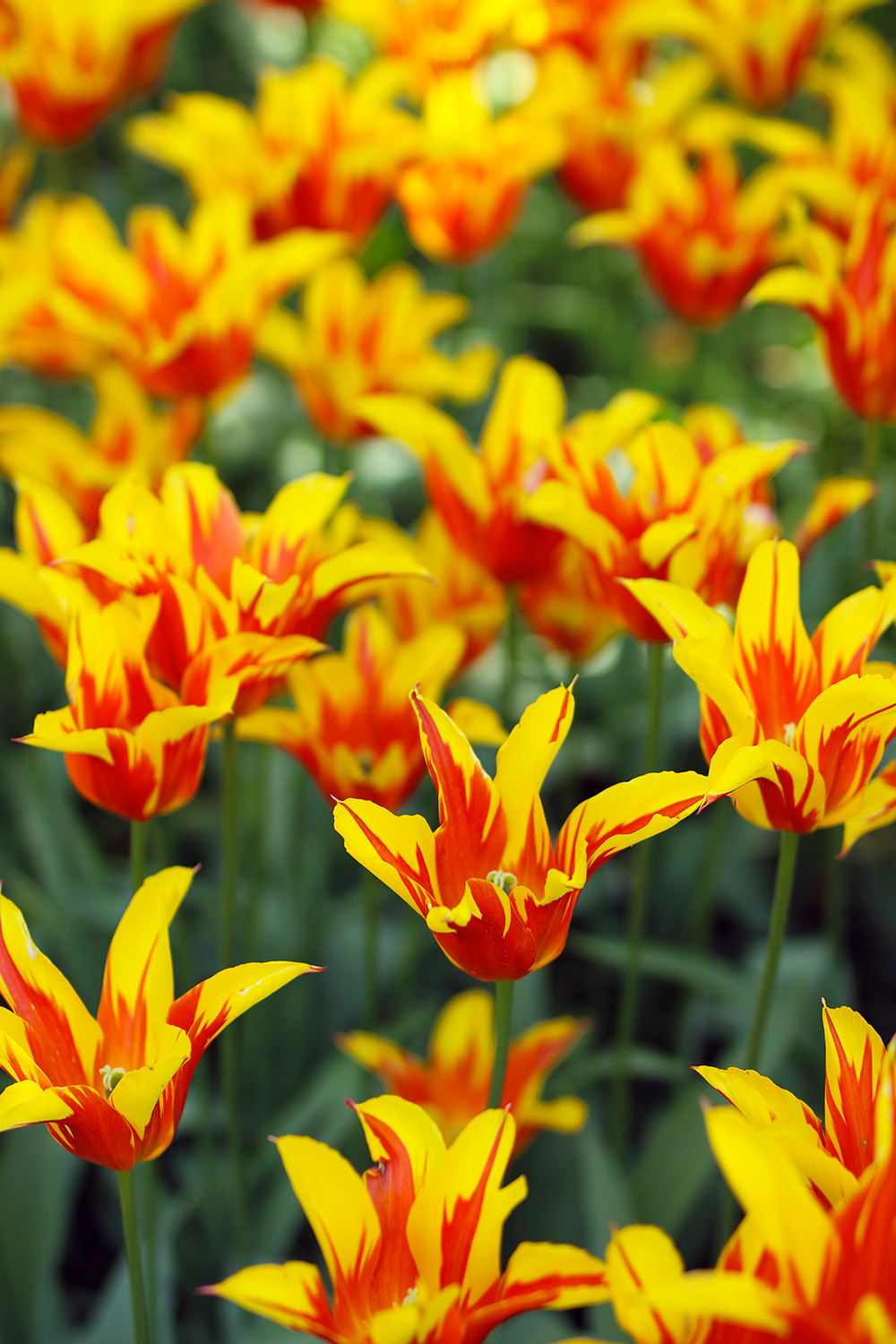 tulipes-keukenhof12