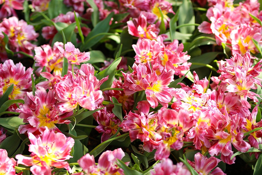 tulipes-keukenhof14